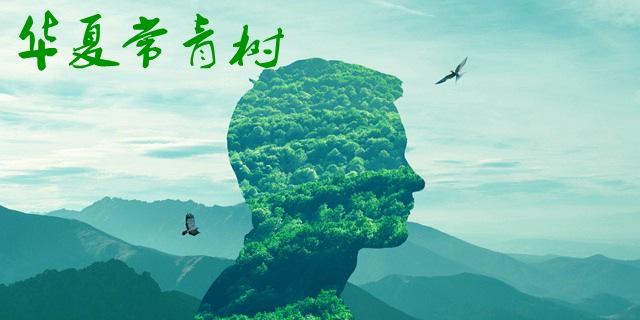 華夏常青樹哪個版本比較好？